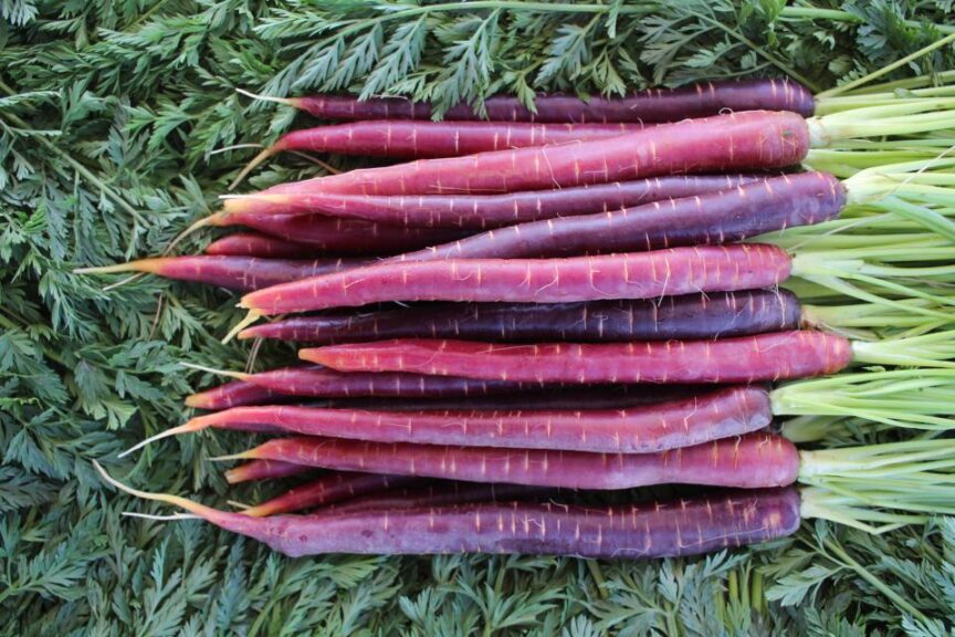 PurpleSummer (BASF | Nunhems)