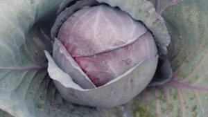 15 Cool Cabbage Varieties You Should Know and Grow