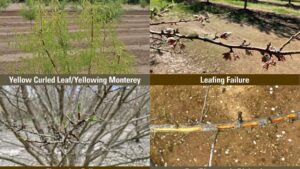 Better Water Wisdom To Help Control Disease in Almonds