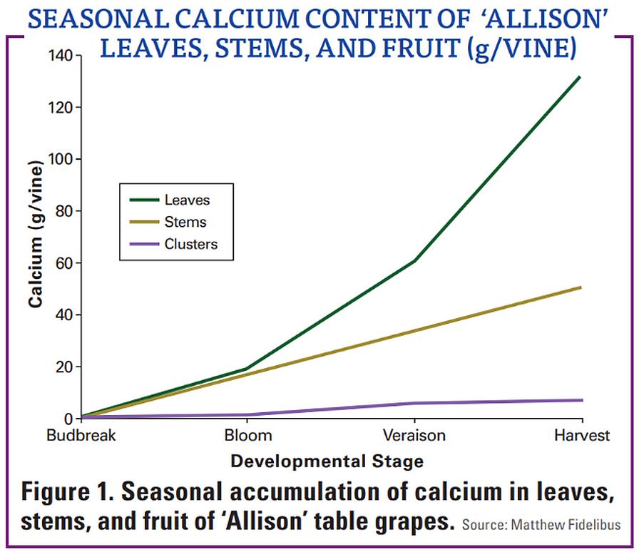 seasonal calcium content in winegrapes graphic