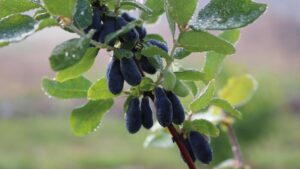 10 Big Specialty Agriculture Headlines That Made You Look In 2024