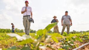 Old Weed Killers are New Again for Caneberry Growers