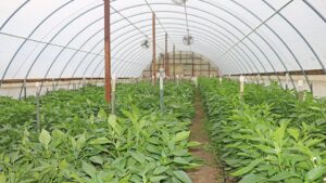 Words of Wisdom From Greenhouse Vegetables Expert Rick Snyder