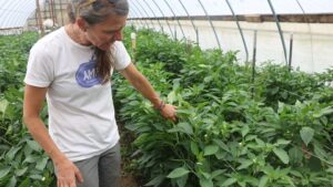Protected Cropping Gains Ground With More Vegetable Growers [Infographics]