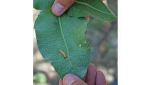 How This New Insecticide Sets a Trap for Bad Bugs