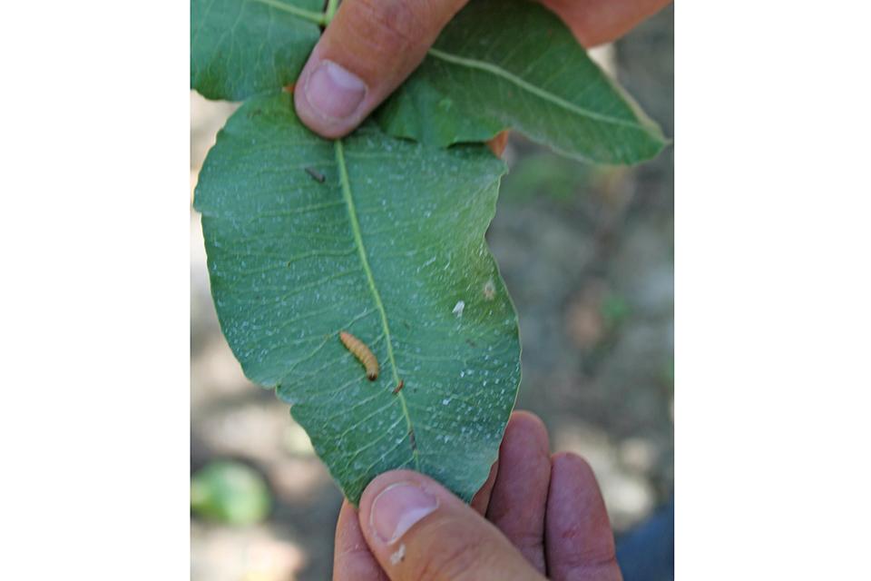 How This New Insecticide Sets a Trap for Bad Bugs