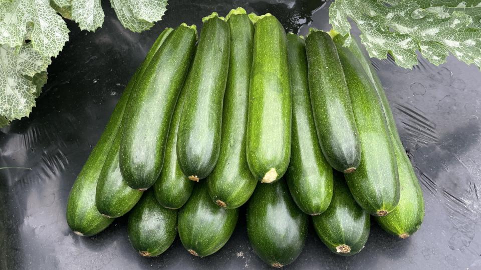 Rabun (Bejo Seeds, Stokes Seeds Inc.)
