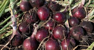 Red Garcia (Seminis Vegetable Seeds | Gowan Seed Company | Rupp Seeds)