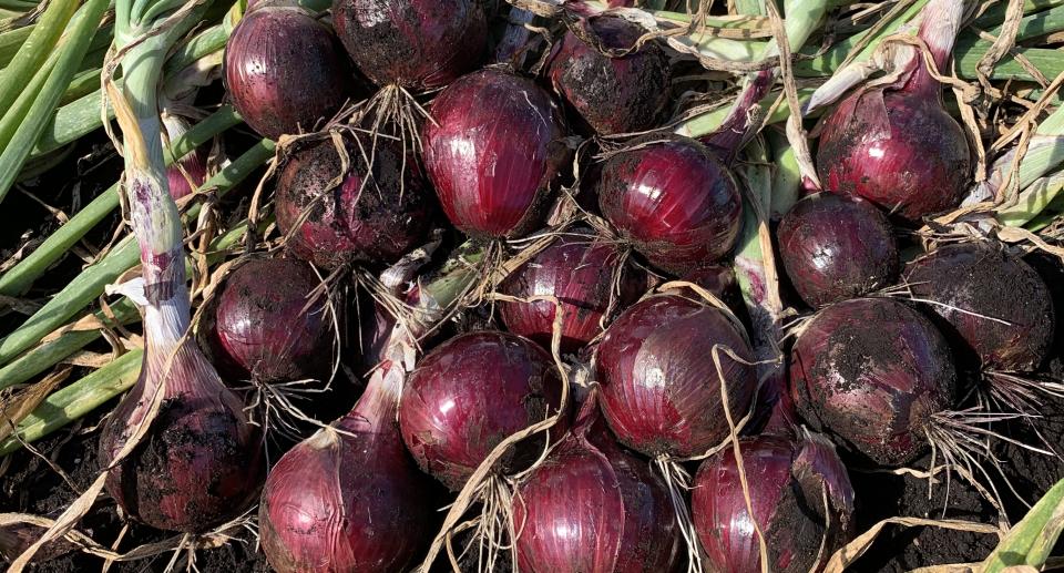 Red Garcia (Seminis Vegetable Seeds | Gowan Seed Company | Rupp Seeds)