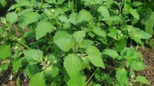 Wonderberries? What To Know if You Want To Grow Them