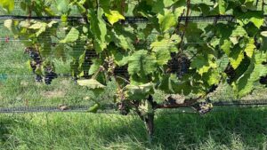 Up Your Wildlife Exclusion Game Now To Protect Vineyards