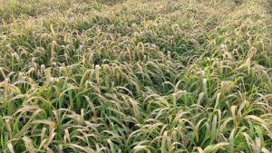 How To Pick the Right Cover Crop for the Job