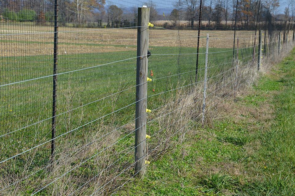 Ways Grape Growers Can Plug In To Keep Deer Out