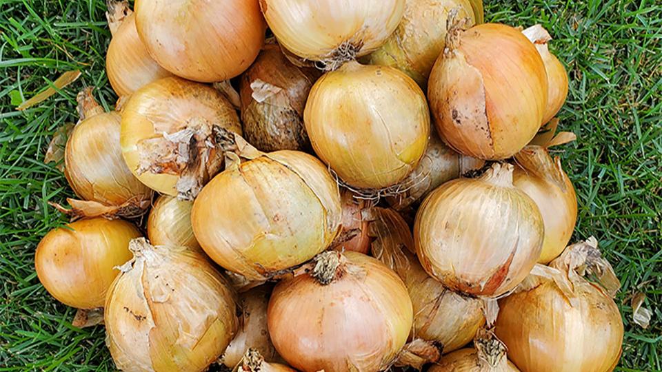 Killington (Seminis Vegetable Seeds | Stokes Seeds Inc.)