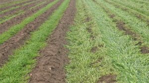 This New Handbook Blows the Cover off Cover Crops