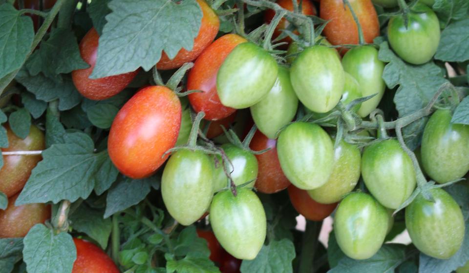 Cluster of Camelot tomatoes from Hazera at 2024 seed trials