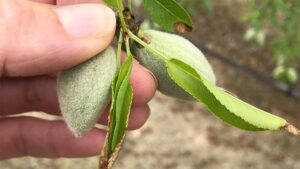 New Nitrogen and Potassium Calculator for Almond Growers To Improve Nutrient Efficiency