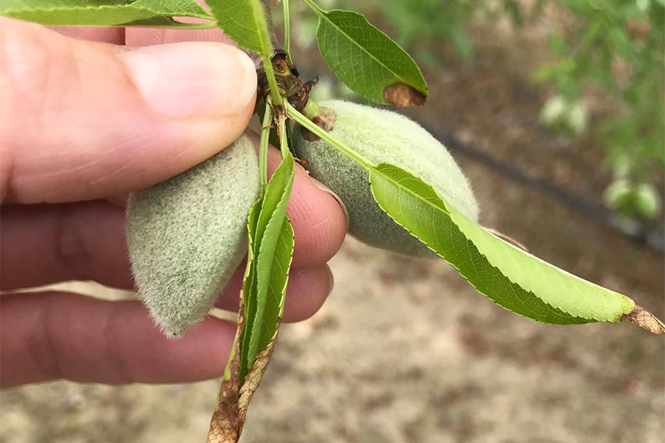 New Nitrogen and Potassium Calculator for Almond Growers To Improve Nutrient Efficiency