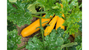 Improve Soil Biology to Increase Profitability