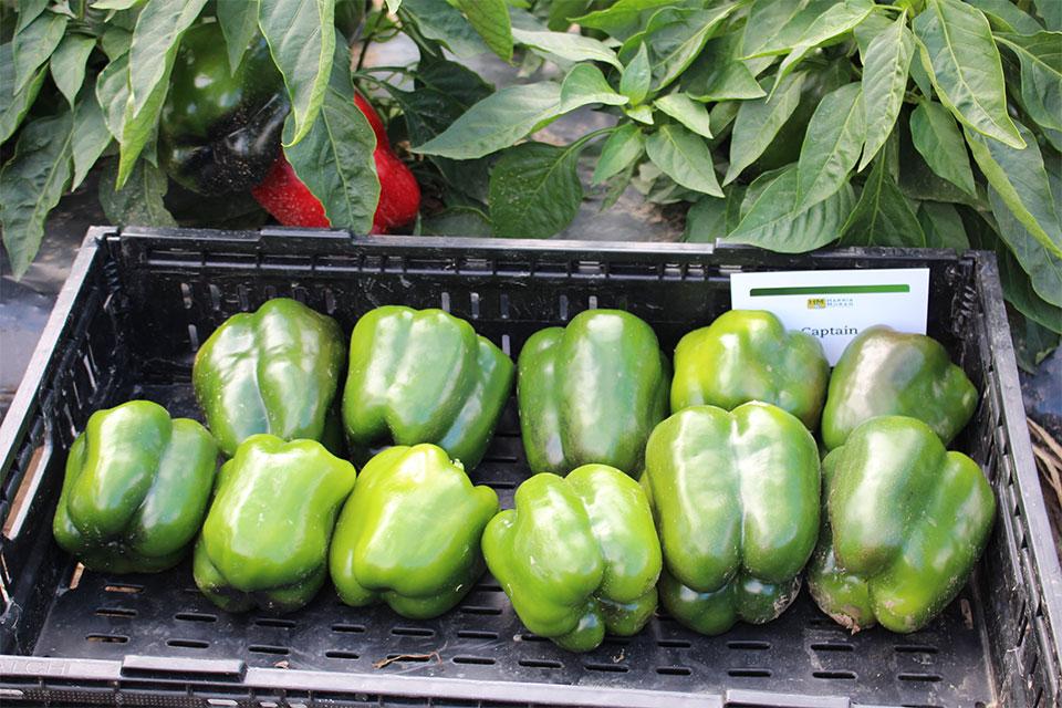 Captain blocky bell peppers from HM.Clause at 2024 seed trials