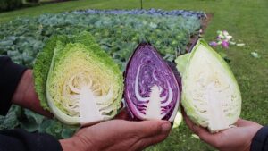 Standout Selections From the 2024 Vegetable Seed Trials [PHOTOS]