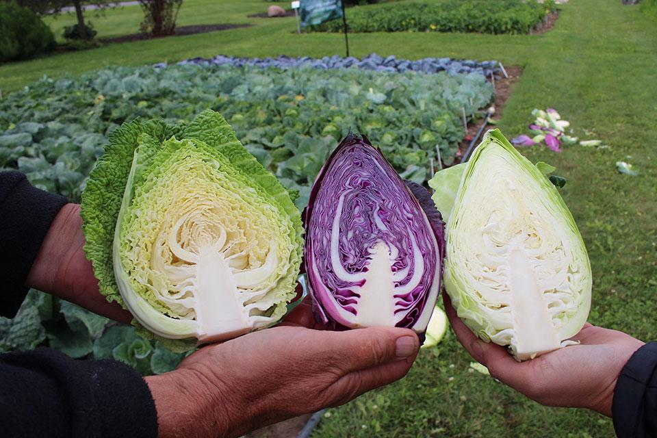 Bejo Seeds Pointed Head cabbage medley at 2024 seed trials