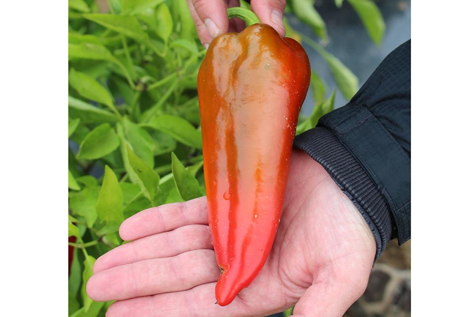 Carmen pepper at 2024 seed trials