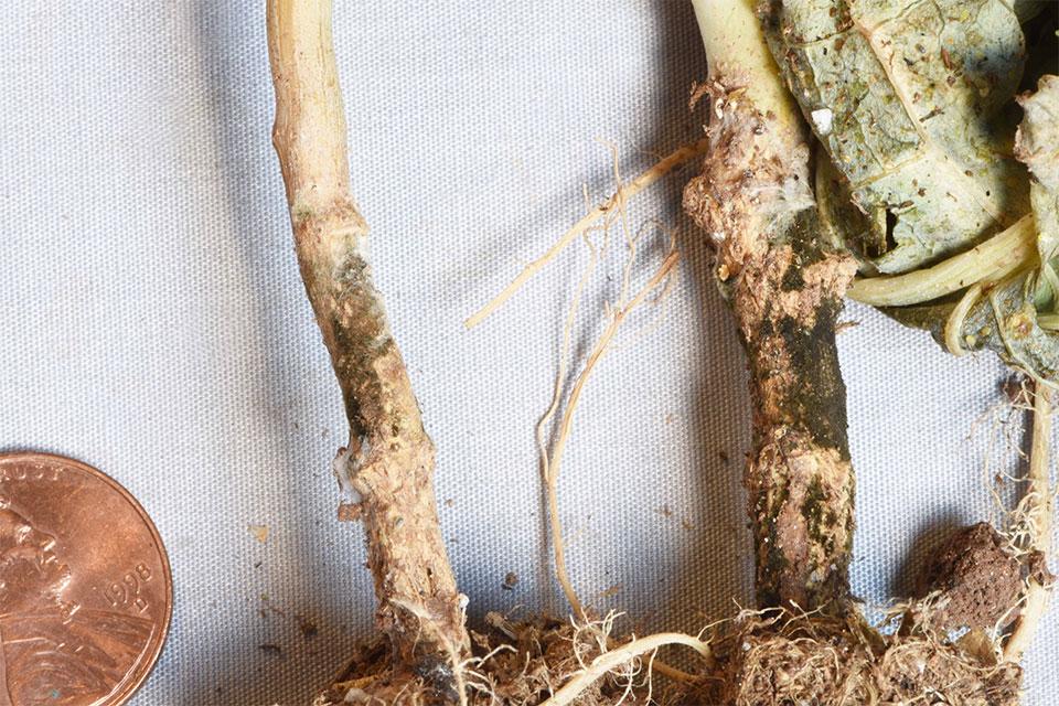 atypical stem lesions from Alternaria on cauliflower