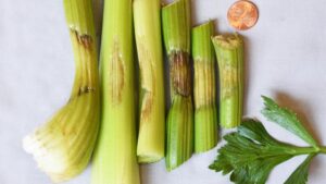 Unexpected Vegetable Disease Issues Can Lead to Unusual Findings