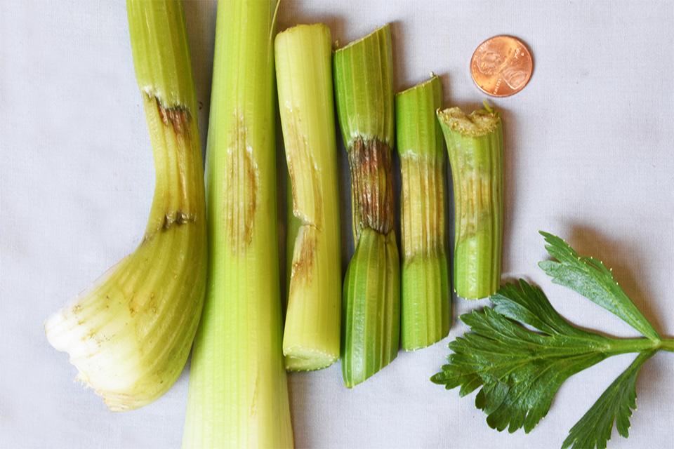 unusual sunken lesions on celery