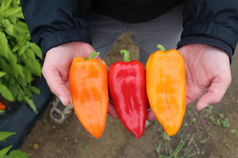 Cornito pepper series trio at 2024 seed trials