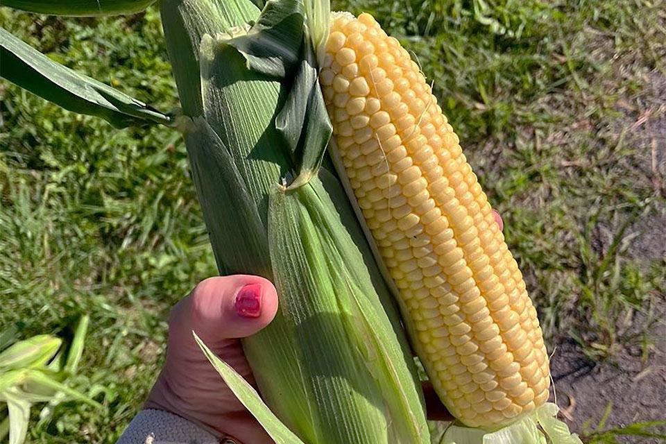 Golden Halo sweet corn at 2024 vegetable seed trials