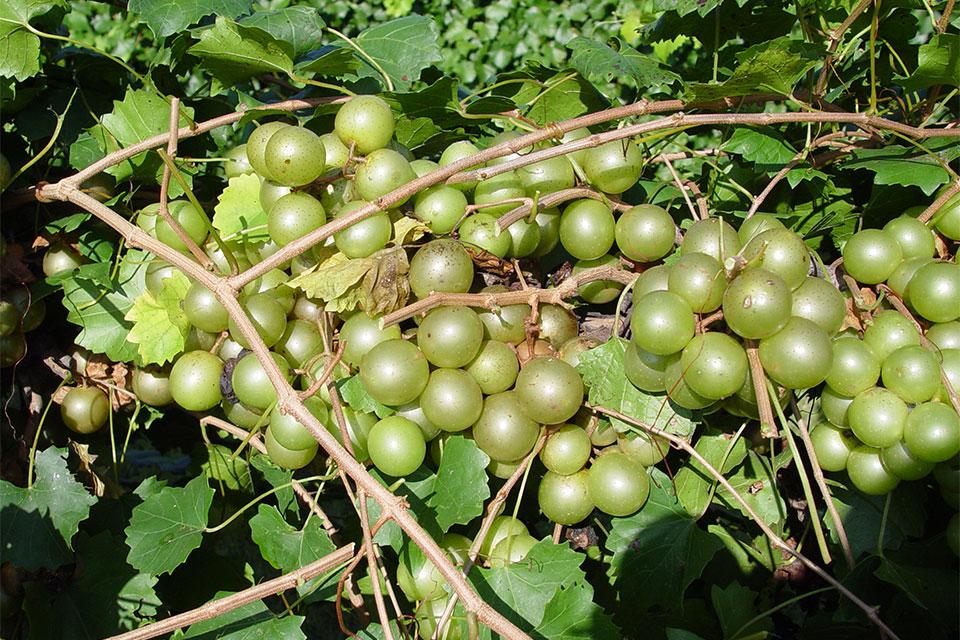 Granny Val bronze muscadine grapes