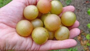 Putting Bronze Muscadine Grape Varieties in the Spotlight