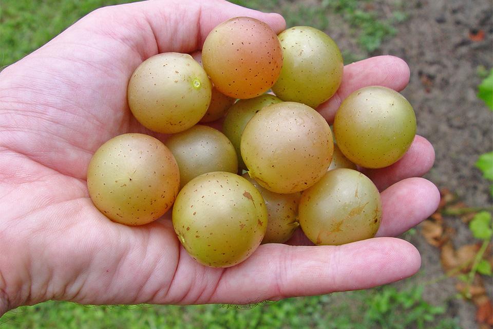 Hall bronze muscadine grape
