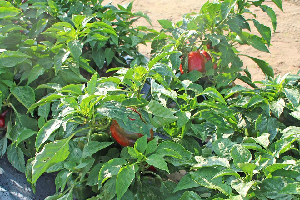 Kickstart bell peppers at 2024 seed trials