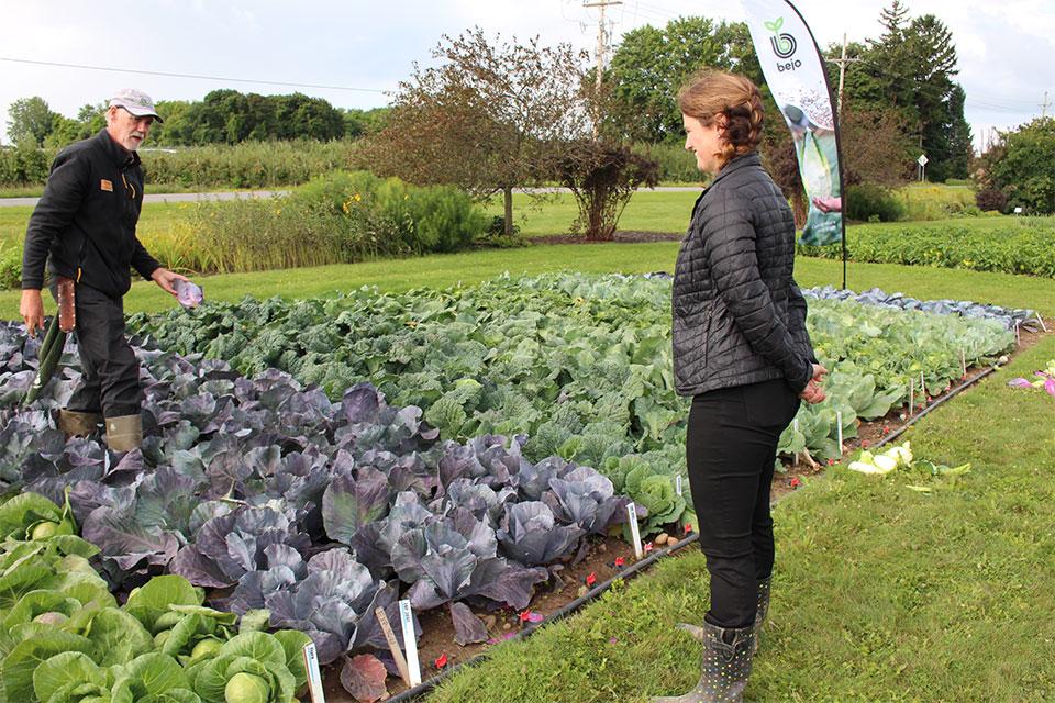 Bejo seed breeders look for a cabbage specimen to show off at 2024 seed trials
