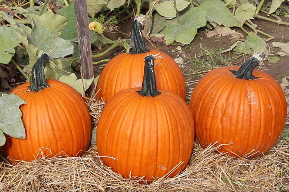 PRX6201 Cortez pumpkin from Rupp Seeds at 2024 seed trials