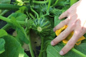 Green Lightning (PanAmerican Seed, Osborne Quality Seeds)