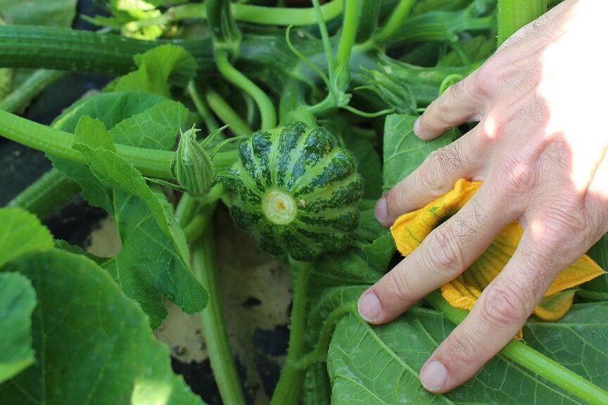 Green Lightning (PanAmerican Seed, Osborne Quality Seeds)