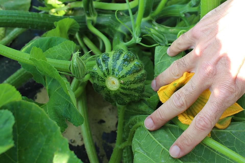 Green Lightning patty pan squash at 2024 seed trials