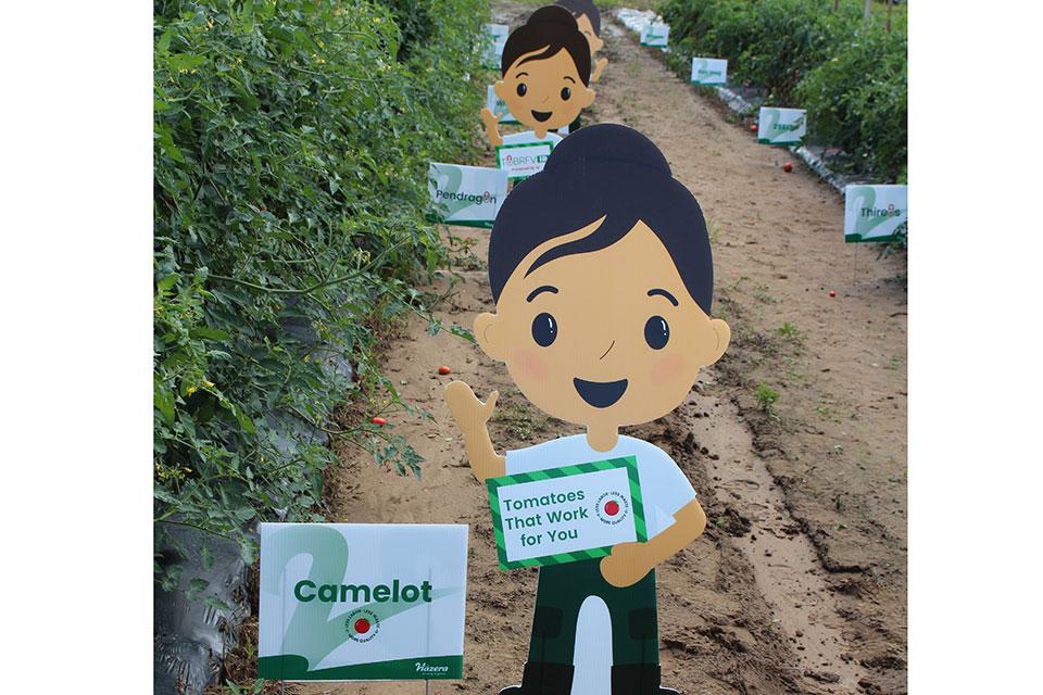Camelot tomato promo at 2024 seed trials for Hazera Seeds