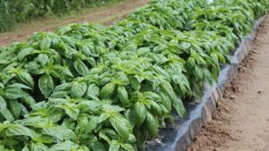 New Food Safety Guidelines for CEA Leafy Greens and Herbs