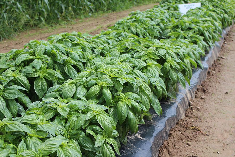New Food Safety Guidelines for CEA Leafy Greens and Herbs