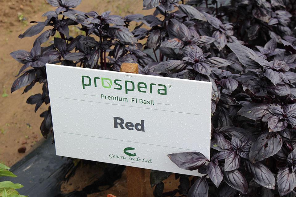 Prospera red basil at 2024 seed trials