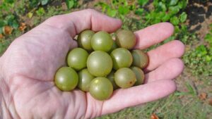 Unique Research Project Aims To Grow Better Muscadine Grapes