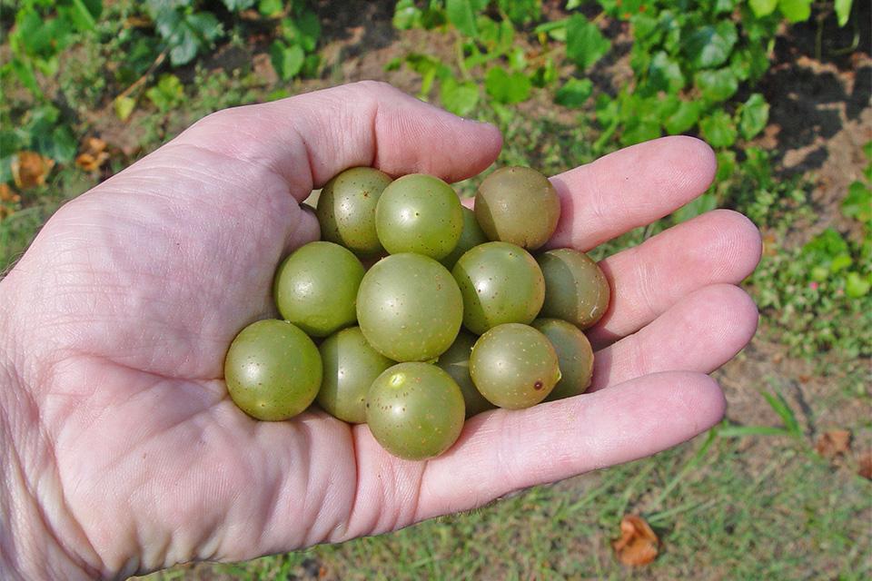 Unique Research Project Aims To Grow Better Muscadine Grapes