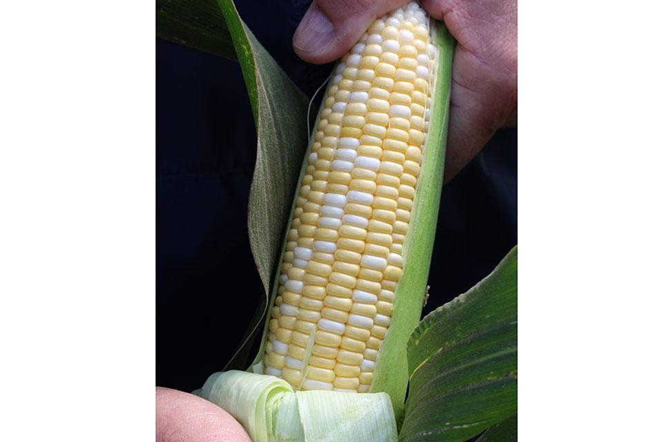 Spritz sweet corn from HM.Clause at 2024 seed trials