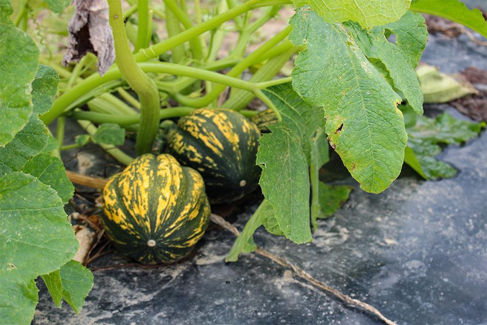 Starry Night squash at 2024 seed trials