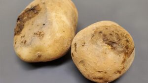 Potato Problems? 7 Tips for Submitting Samples to a Diagnostic Lab